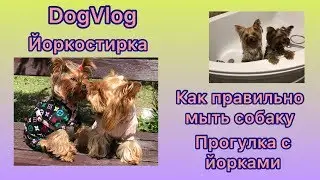 DogVlog: ЙОРКОСТИРКА | КАК ПРАВИЛЬНО МЫТЬ СОБАКУ | КУПАНИЕ СОБАК