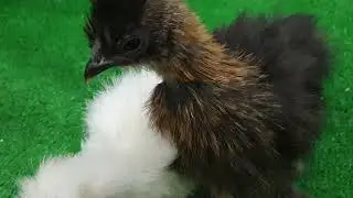 О как!!!!
