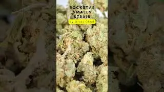Rockstar Smalls Strain by Grass Chief