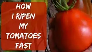 How To Ripen Green Tomatoes Indoors Fast Without Paper Bag or Cardboard Box