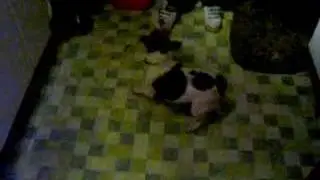 Fast spin dog
