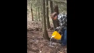 How To Save Your Trees From Hemlock Woolly Adelgid (Low Cost DIY)