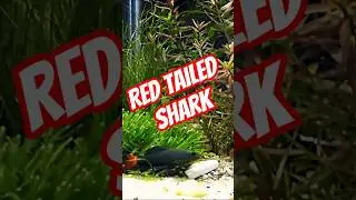 Betta Fish VS Red Tailed Sharks😱