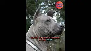 The Thai Ridgeback Dog Breed #info #shorts