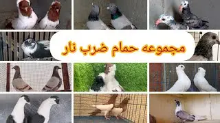 مجموعه حمام جديده للبيع تشكيلة حمام روعه