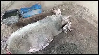 Madonna nossa marran de porca 1cria 8 vivos