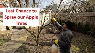 Spraying Dormant Oil for the Second time