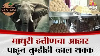 माधुरी हत्तीणचा आहार पाहून तुम्हीही व्हाल थक्क, वनतारातचा अनोखा शिस्तबद्ध दिनक्रम | Vantara Food