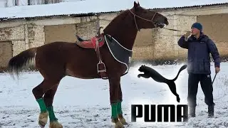 PUMA
