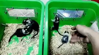 My pied black Gerbils 😊