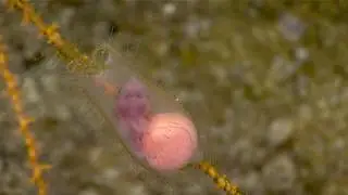 Katzenhai-Embryo