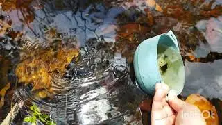 Misi Mencari Ikan Karin | Searching for Betta Fish