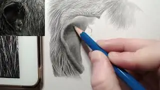 How to draw a Chimpanzee - Introduction video to my next tutorial