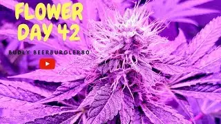 FLOWER UPDATE DAY 42 AND 21
