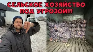 Сколько стоит картофель?