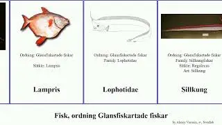 Fisk, ordning Glansfiskartade fiskar fish cristatus Tofsfisk Jesse Trachipterus V&aring;gm&auml;r Gallagher