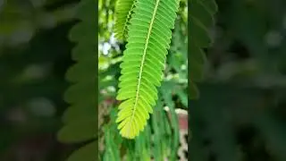 THE GREEN LEAVES #viralshorts2024 #djiosmopocket3 #djipocket3 #djicamera  #telugutechreviews