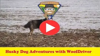 Husky Dog Free Ranging in the Mud and Snow