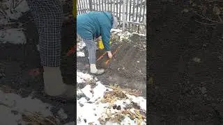 Посев семян Бересклета европейского. Euonymus europaeus.