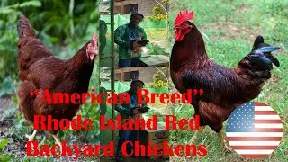 🇵🇭 Rhode Island Red | ''RIR'' | Backyard and Heritage Chicken | American Breed