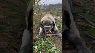 #trending #cuteanimals #dog #doglovers #farming #harvesting #viral #shorts #youtubeshorts