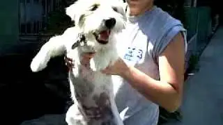 Brecken Swimming in Air...Jack Russell Terrier