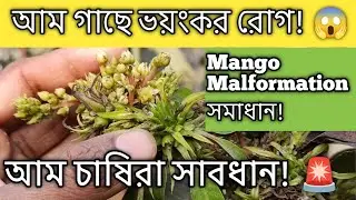 🍑🍑আম গাছে Mango Malformation হলে কী করবেন? | সম্পূর্ণ সমাধান | #viralvideo 