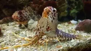 Muda de langosta en Acuario Municipal Santa Pola