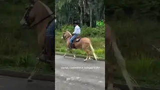 Mula de crina loira. 😎🐎 #burro #mulas #muladeiros #muares #cavalosminhapaixao #cavalo  #marchadores
