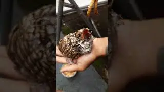 Feeding Baby Eagle Falcon Cuckoo 🪶🦅🦤 #bird #wildlife #australia