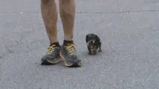 Rosa's K-9 Training (Mini Dachshund 9 Weeks Old Obedience)