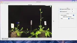 Circumnutation tutorial Release Version