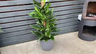 75cm Philodendron Cobra on Mosspole | Monstera Standleyana | House Plant | 19cm Pot | 75cm Height