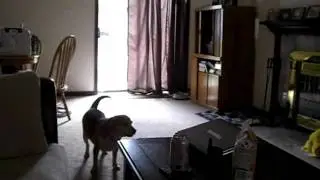 Dogs Go Crazy Over Family Feud