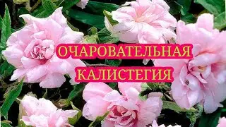 Очаровательная незнакомка - КАЛИСТЕГИЯ !
