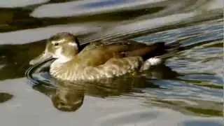 Ringed Teal (Callonetta leucophrys ♀) / Rotschulterente [04]