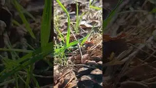 Forest glade in slow motion
