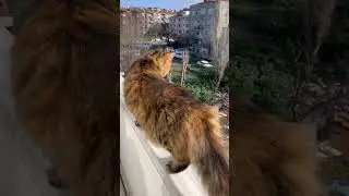 Моя кошка любит каждый день смотреть в окно.