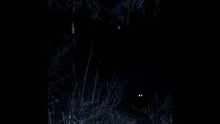 sad cat - vagabond
