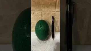 First EMU egg!!