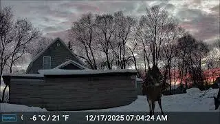 ASMR - Maine Highlands CritterCam.  Derby Hill Deer Soup Kitchen 12/17/25 A