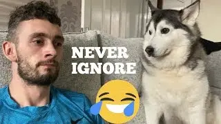 Husky Throws Tantrum And Gets Angry When Being Ignored!! [TRY NOT TO LAUGH]