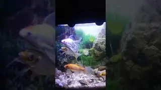 Secret d'une eau claire dans un aquarium