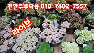 💥[1월 17일 라이브] 천안두루다육 010-7402-7557(카드결제가능)군생들 예뻐요~♡