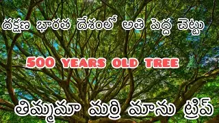  ప్రపంచంలోనే అతి పెద్ద మరి చెట్టు / ఆ మర్రి చెట్టు కి ముడుపు కడితే పిల్లలు పుడతారు 