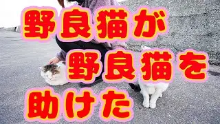 Кошачье примирение! Трогательный момент, когда босс бродячих кошек перестает драться и говорит