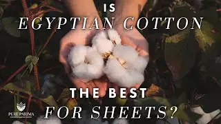 Is Egyptian Cotton the Best Material for Sheets? | PURE PARIMA