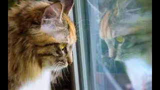 Lofi Cat at the Window &ndash; Chill & Cozy Beats for the Soul🐾 窗边的猫咪 LoFi | 温柔放松的节奏🐾