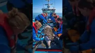 Arctic wild life #rescued #wolf #polarwildlife #savearcticanimals #youtubeshorts