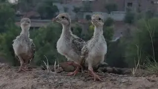 Chokor Partridge chick's voice 